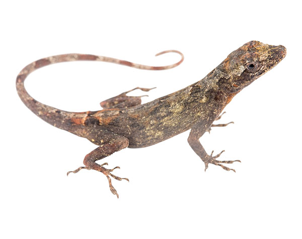 Adult female Anolis ortonii