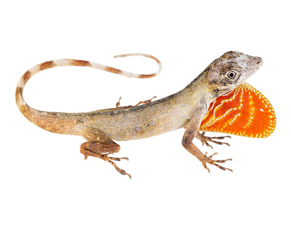 Adult male Anolis ortonii