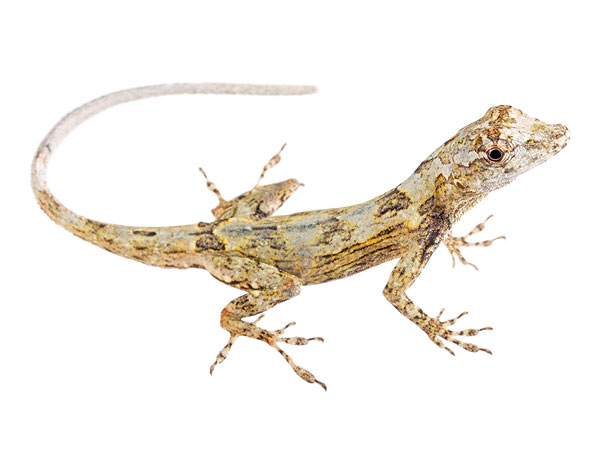 Adult male Anolis ortonii