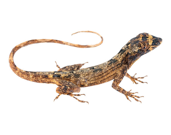 Adult male Anolis ortonii