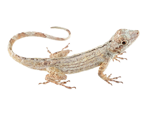 Adult male Anolis ortonii