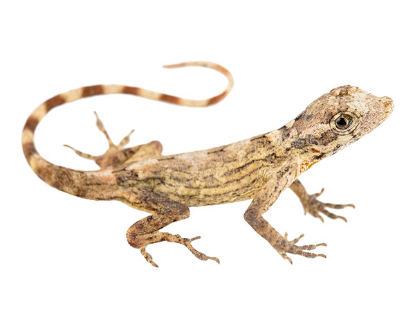 Juvenile Anolis ortonii