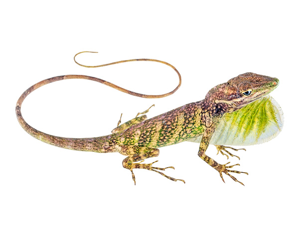 Anolis otongae