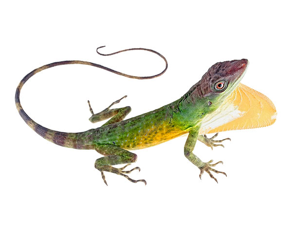 Adult male Anolis parilis