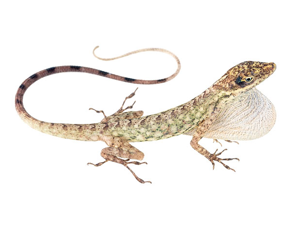 Adult male Anolis peraccae