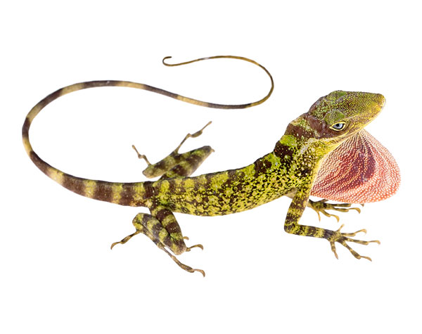 Adult male Anolis podocarpus