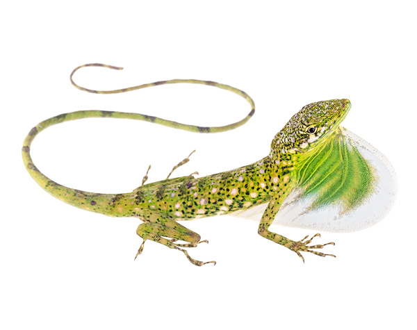 Anolis poei