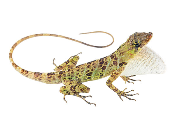 Anolis princeps