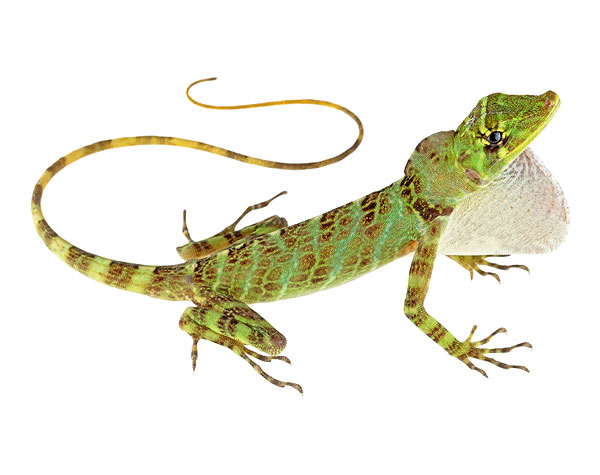 Adult male Anolis princeps