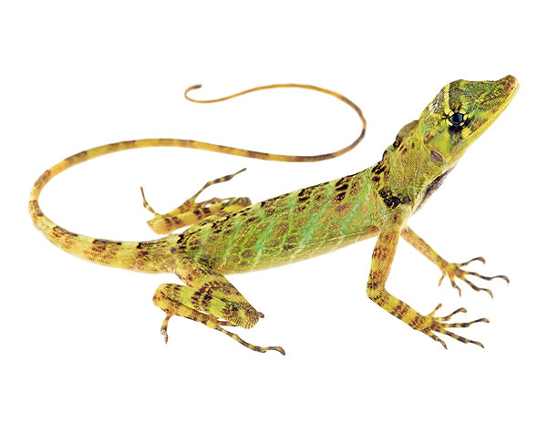 Adult male Anolis princeps