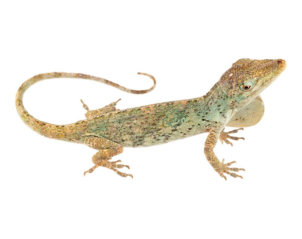 Adult female Anolis proboscis