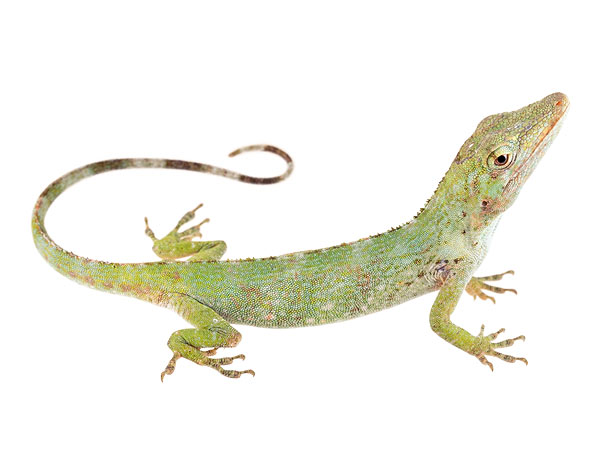 Adult female Anolis proboscis