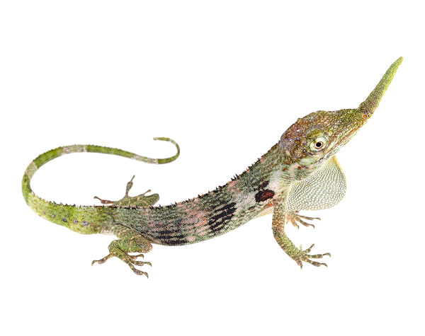 Adult male Anolis proboscis