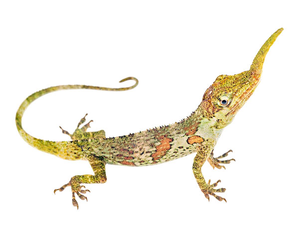 Adult male Anolis proboscis