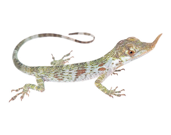 Juvenile Anolis proboscis