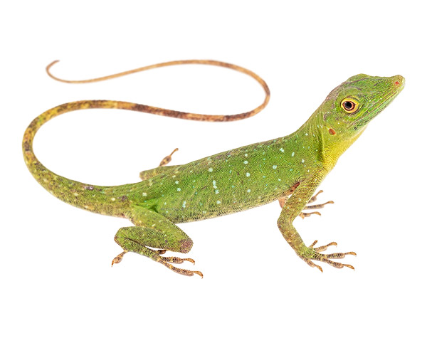 Adult female Anolis punctatus