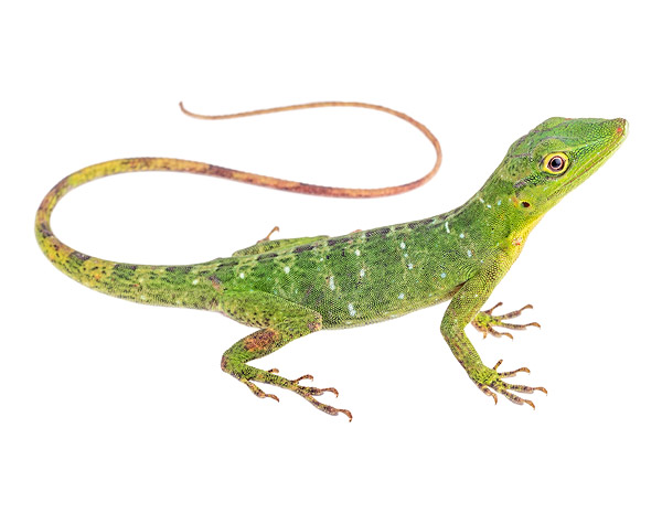 Adult female Anolis punctatus