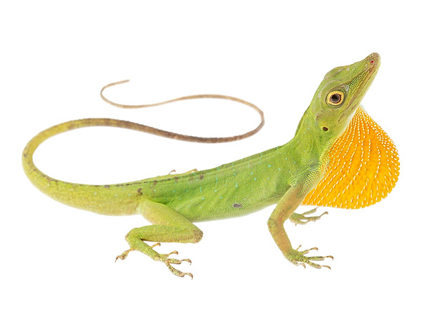 Adult male Anolis punctatus