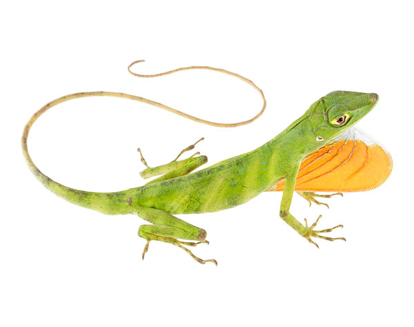 Anolis purpurescens