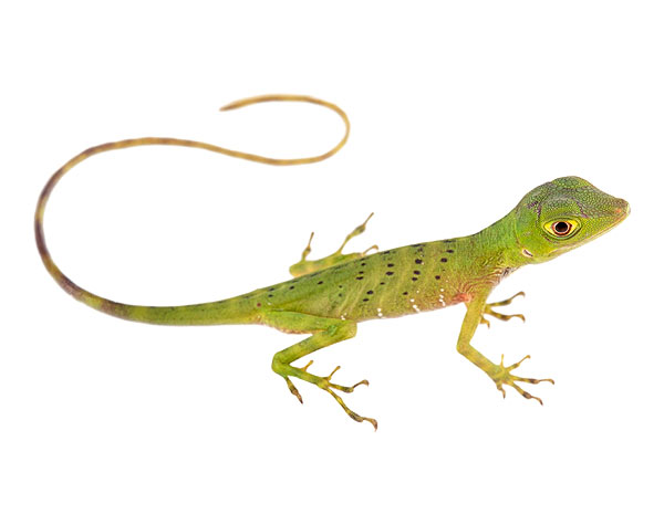 Juvenile Anolis purpurescens