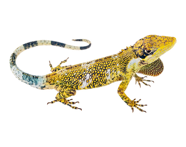 Anolis quimbaya