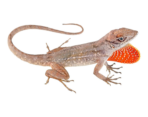 Adult male Anolis sagrei