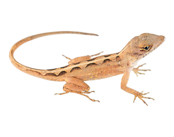 Juvenile Anolis sagrei