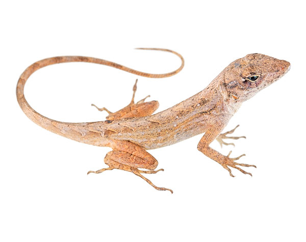 Juvenile Anolis sagrei
