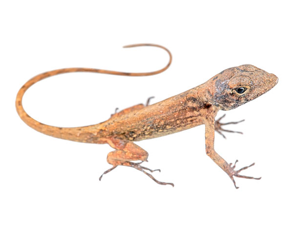 Juvenile Anolis sagrei