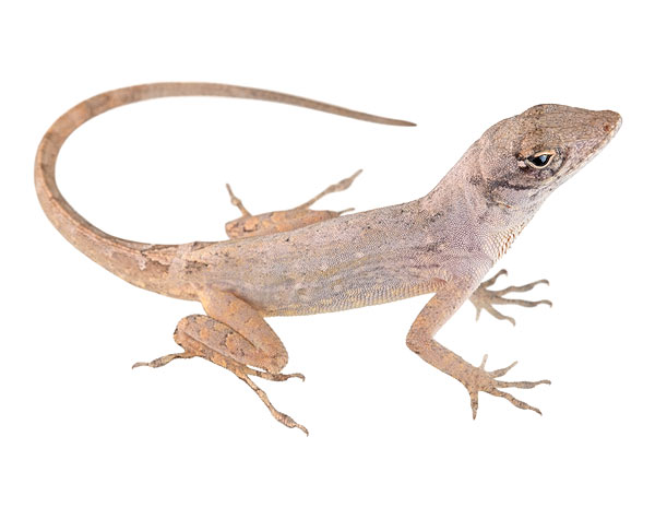 Subdult male Anolis sagrei