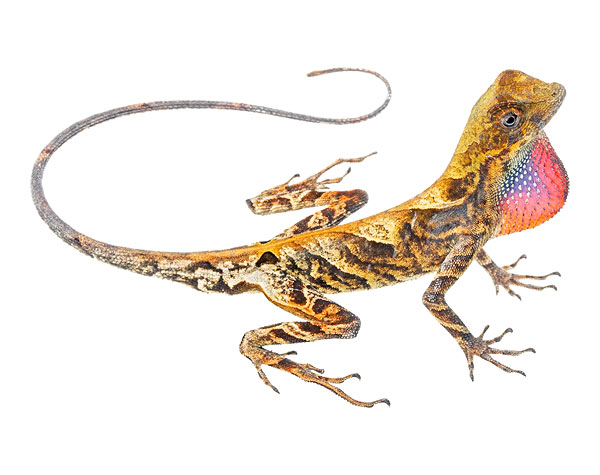 Anolis scypheus