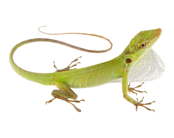 Anolis soinii