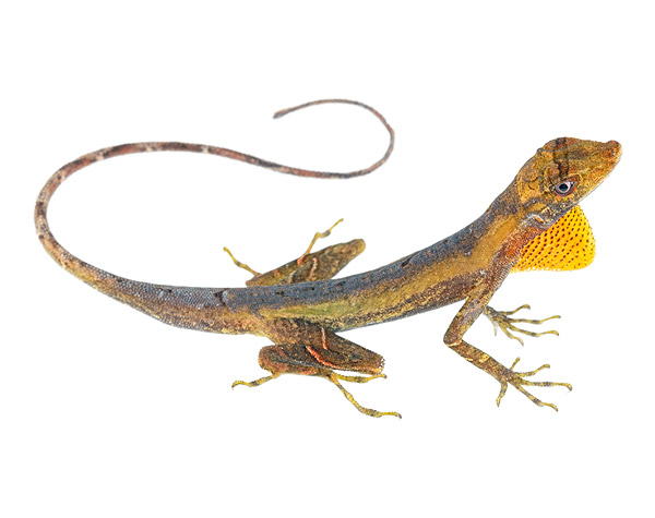 Anolis trachyderma