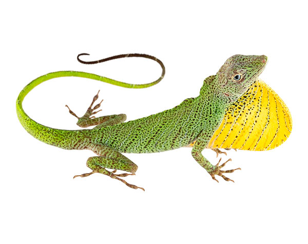 Adult male Anolis transversalis