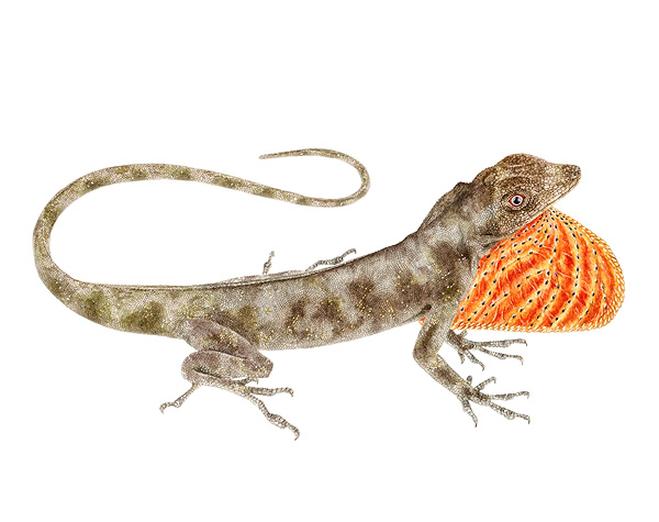 Anolis triumphalis