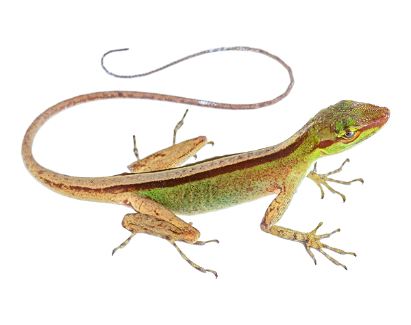 Adult female Anolis ventrimaculatus