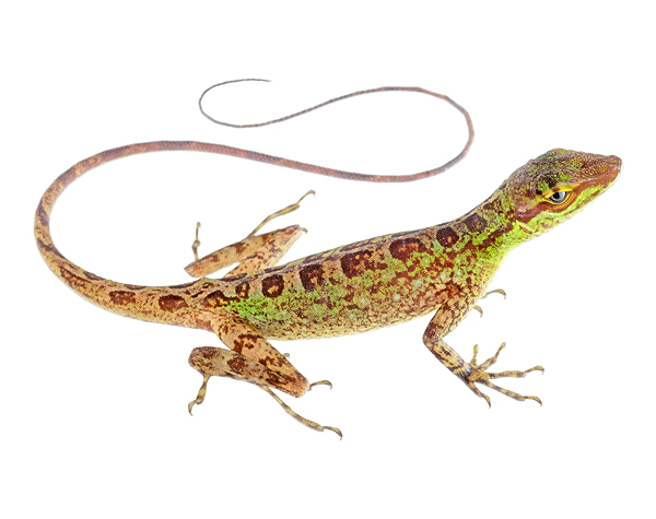 Adult female Anolis ventrimaculatus