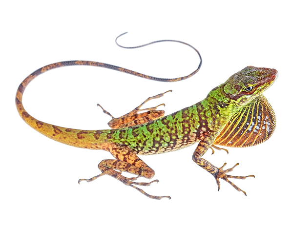 Anolis ventrimaculatus