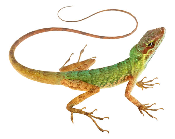 Adult male Anolis ventrimaculatus