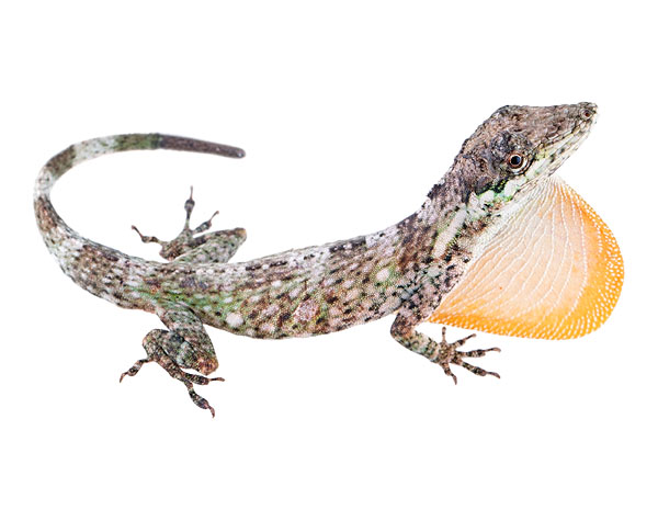 Anolis ventrimaculatus