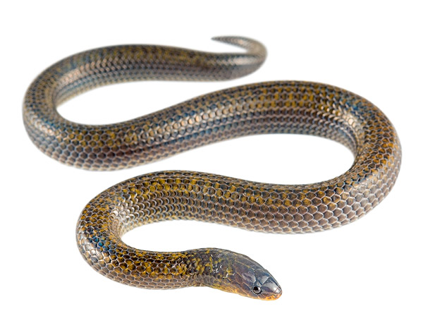 Juvenile Atractus roulei
