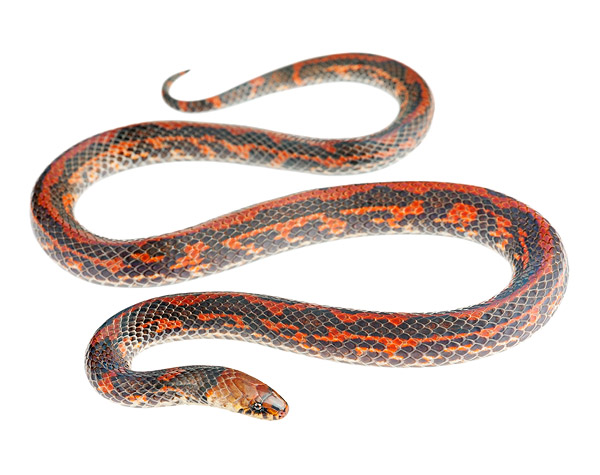 Adult Atractus ukupacha