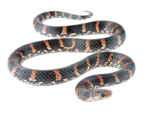 Subadult Atractus ukupacha