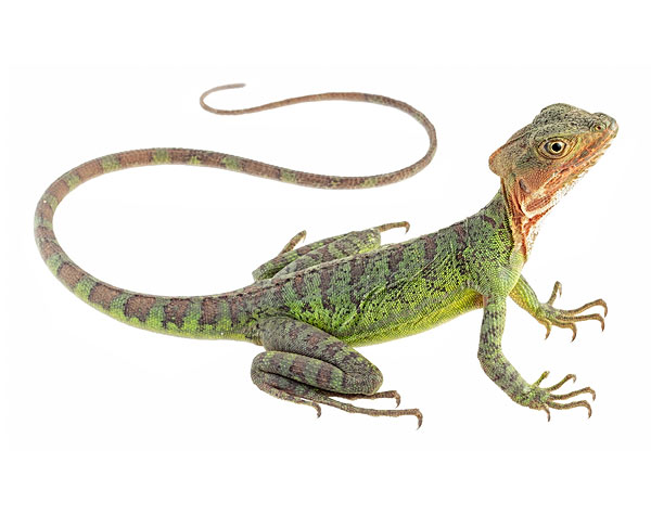 Adult female Basiliscus galeritus