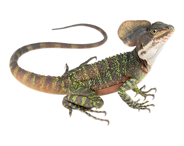 Basiliscus galeritus