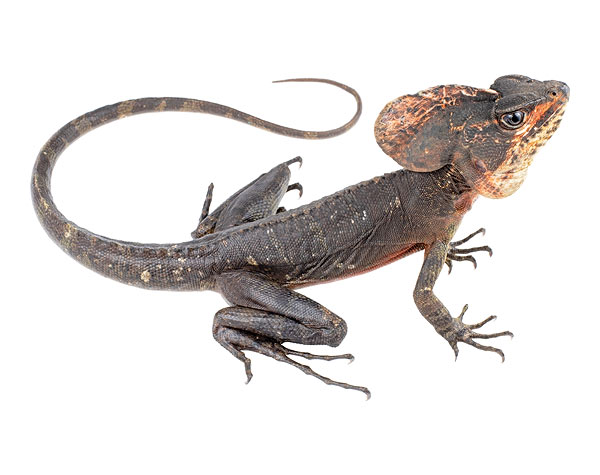 Adult male Basiliscus galeritus