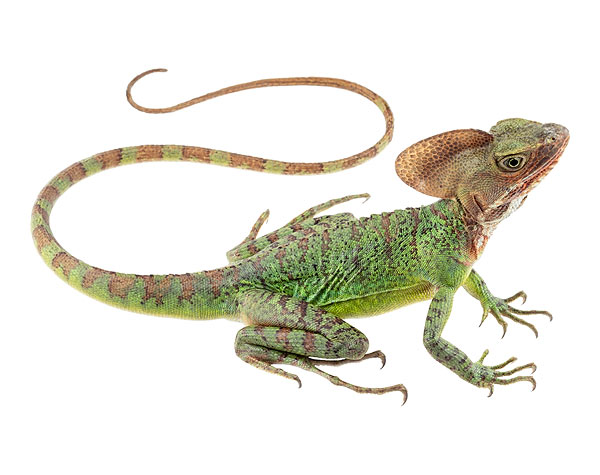 Adult male Basiliscus galeritus