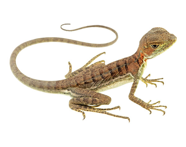 Juvenile Basiliscus galeritus