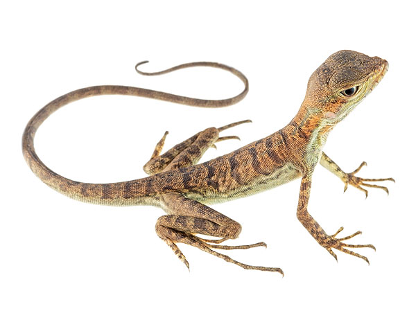 Juvenile Basiliscus galeritus