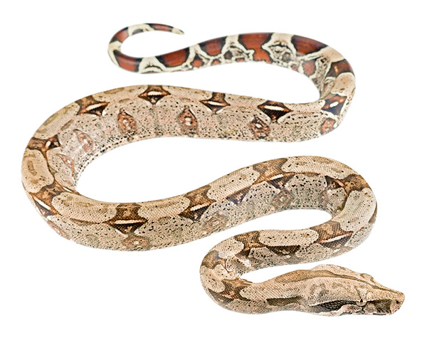 Juvenile Boa constrictor